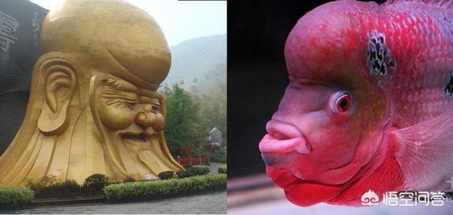 火鹤鱼 罗汉鱼:如何才能真正养好罗汉鱼？