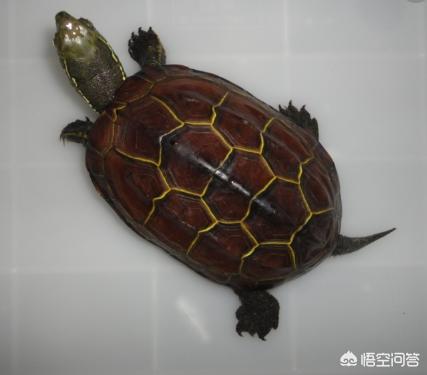 乌龟暴毙的可能几点原因:为什么我养的乌龟熬过了冬眠却在春天死去？