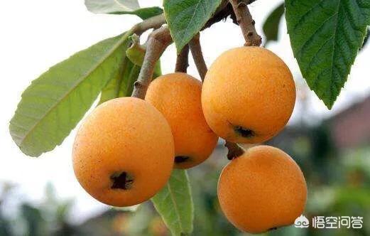 桃子属于什么种类的水果-猕猴桃什么品种好吃
