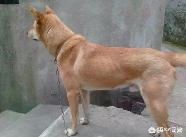 日本柴犬图片:如何评价中国土狗和日本柴犬？