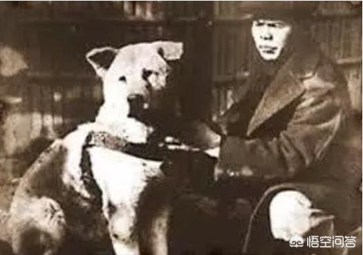 日本柴犬图片:如何评价中国土狗和日本柴犬？