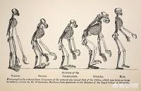人类起源的传说:人类的起源是什么？有何依据？