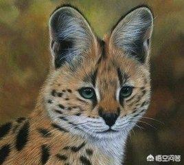 薮猫 口头禅:薮猫，是什么地方的猫咪？