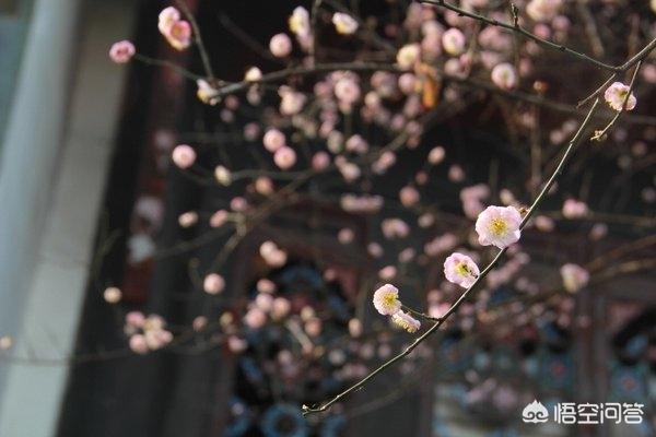 来成都必逛哪些景点？