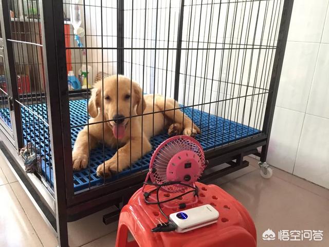 金毛幼犬的狗粮怎么选:刚入手一只金毛。想请教下关于训练，以及狗粮的选择？ 金毛幼犬吃什么牌子的狗粮最好