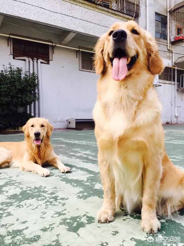 金毛幼犬的狗粮怎么选:刚入手一只金毛。想请教下关于训练，以及狗粮的选择？ 金毛幼犬吃什么牌子的狗粮最好