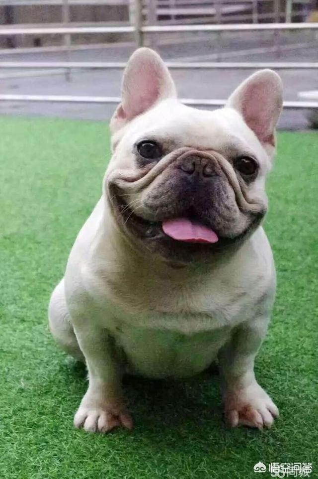 哪买英牛犬:法国斗牛犬大概多少钱一只？