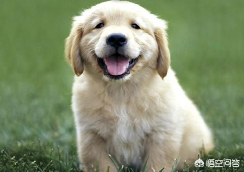 头条问答 狗狗拉肚子的时候应该吃什么 个回答