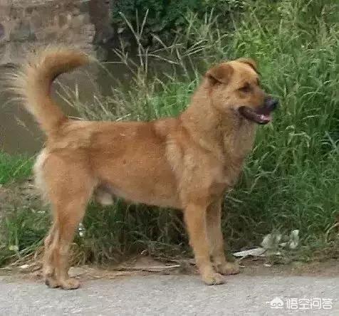缉毒犬被安乐死之前:狗狗临死前会有哪些征兆？