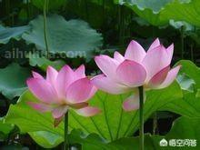 枣庄的石榴花几月开:枣庄附近有看花的好地方吗？
