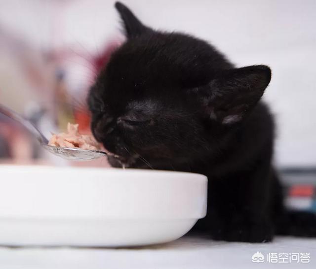 小猫回家:刚抱回家小猫咪该注意什么？