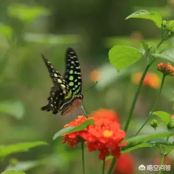 有哪些适合女生的好听的微信昵称(女人最适合的微信昵称)