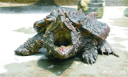 鳄鱼龟饲养:人工饲养鳄鱼龟，一年能长几斤？