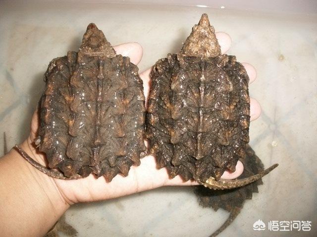 鳄鱼龟饲养:人工饲养鳄鱼龟，一年能长几斤？