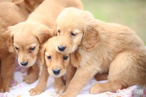 头条问答 狗狗是人类忠实的朋友 给人类带来了快乐与便利 送宠物去学校训练有必要吗 成子宠物训犬师的回答 0赞