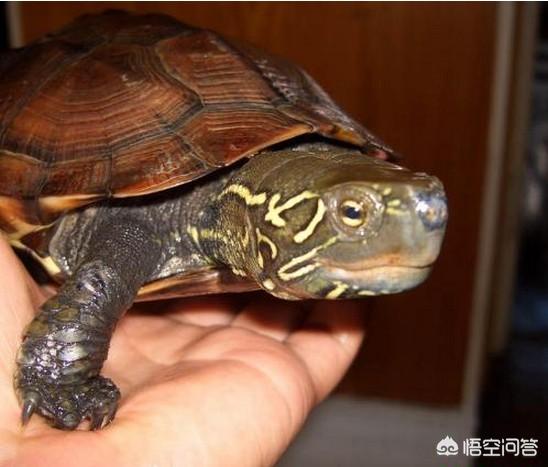 春天刚买的乌龟不吃食怎么办:乌龟买到家为何不吃饭？多久才能吃？
