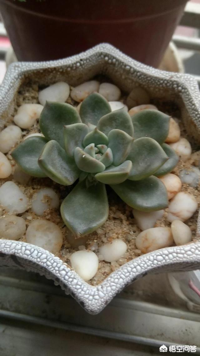 王玉珠帘多肉植物图片:这是什么品种的多肉植物？