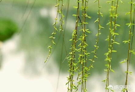 “柳”在古诗文中通常有什么寓意？