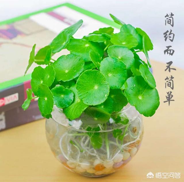 水培植物营养液配方:水培蔬菜营养液配方是什么？
