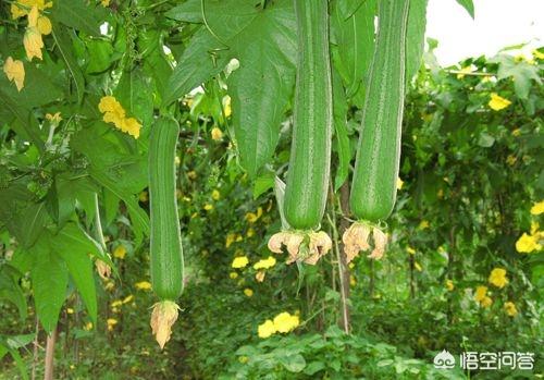 含高蛋白的蔬菜有哪些？