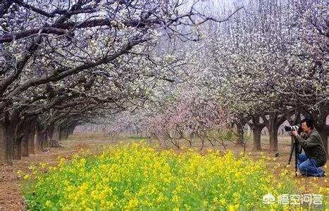 梨花是什么季节开的,2018宁陵梨花节什么时候开？