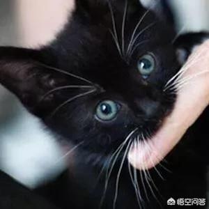 得了猫爪热怎么治:被家养猫抓伤了，要不要打预防针？