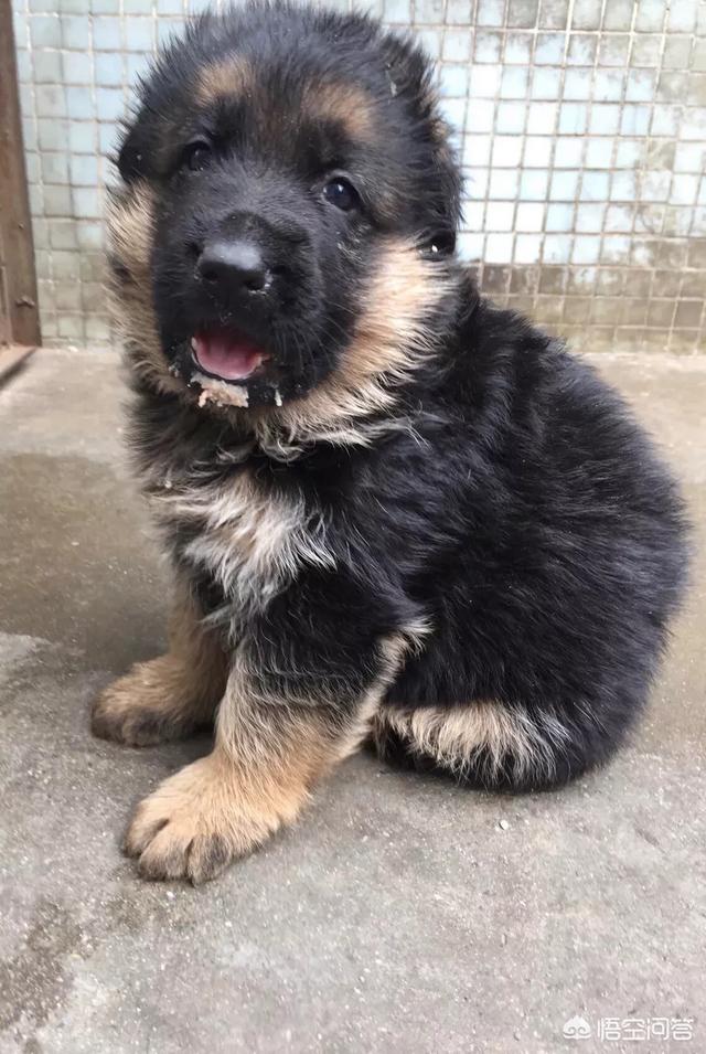 防暴犬凶性视频:家养的德牧快三个月了，为什么老是追着咬裤腿，而且很凶？