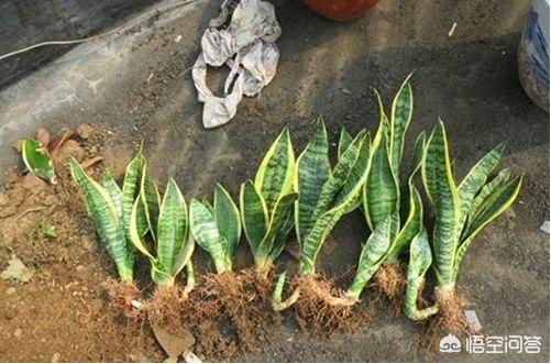 短叶虎尾兰图片大全:养殖虎尾兰需要注意哪几个方面？