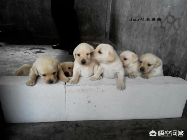 菲凡犬舍特价狗有啥区别:普通金毛和纯种金毛有何区别？养哪种更好？