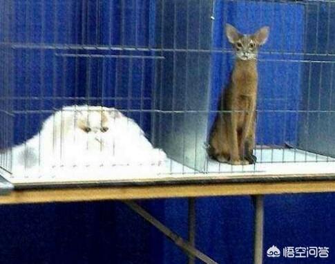 支付宝为什么猫咪能像液体:为什么猫咪身体能像液体一样 猫到底是固态的还是液态的？