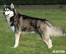 阿拉斯加犬和哈士奇的叫声:阿拉斯加和哈士奇是一个品种吗？