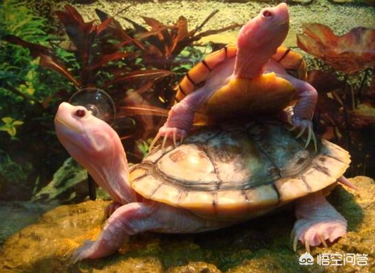 什么龟最好看？