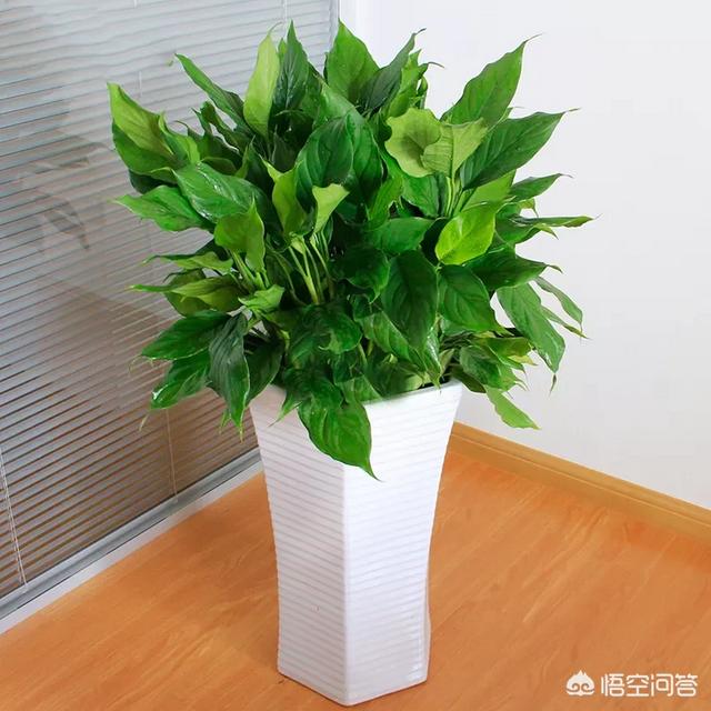 花叶万年青上盆:花叶万年青怎样盆栽和管理？