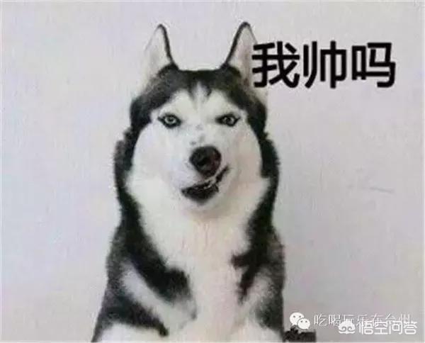 阿拉斯加犬和哈士奇的叫声:为什么别的狗都是汪汪叫，只有哈士奇是哇呜哇呜地叫？