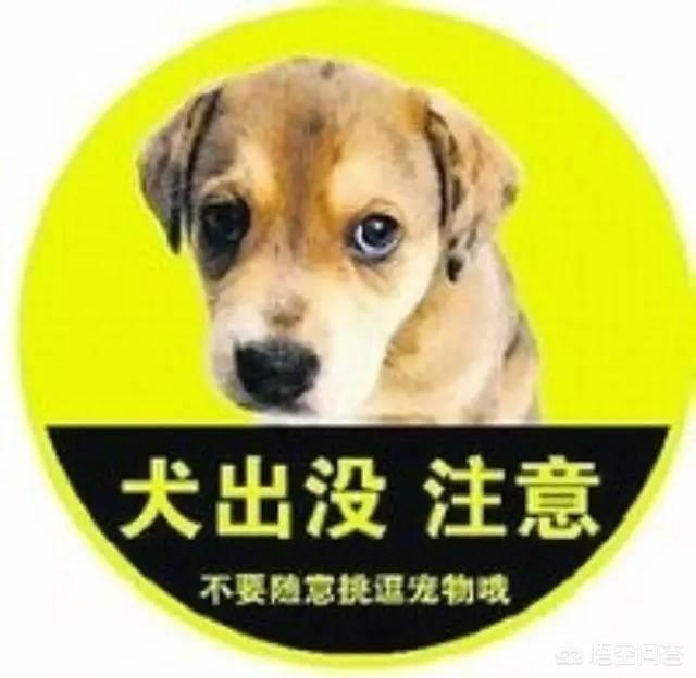 南充狂犬病疫苗价格:狂犬病疫苗打一针要500，你觉得贵吗？ 南充狂犬病疫苗价格