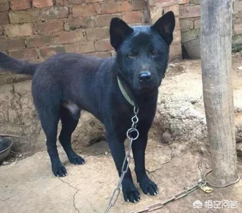 头条问答 为什么土狗的寿命一般很短 兽语十级证书的回答 0赞