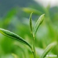 春茶是什么茶,为什么绿茶中的“春茶”最贵？