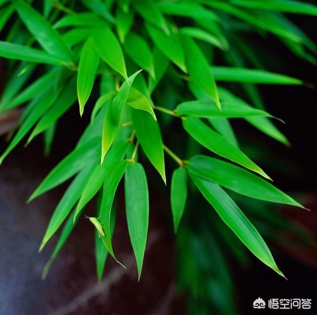 头条问答 竹子是草还是树 为什么 青山绿水lyp的回答 0赞