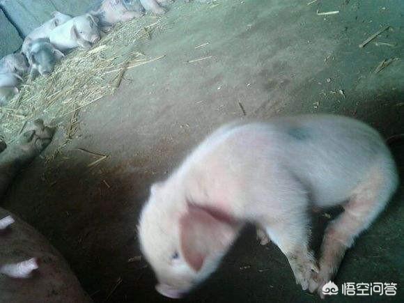 猪的伪狂犬病的症状:保育猪暴发伪狂犬后，如何准确做到早期诊断与紧急免疫？ 猪伪狂犬病的症状图片