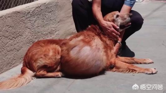 如何让狗狗进入下体验:养一只比格犬是一种怎样的体验？