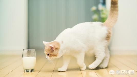 宠物志愿硬盘版下载:家里有很多只猫了，还要不要再收留流浪猫了？