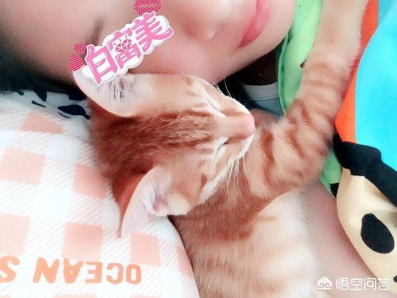 宠物猫:宠物猫口臭是为什么，怎么办？ 宠物猫品种