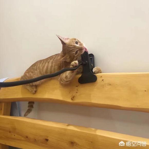 宠物猫:宠物猫口臭是为什么，怎么办？ 宠物猫品种