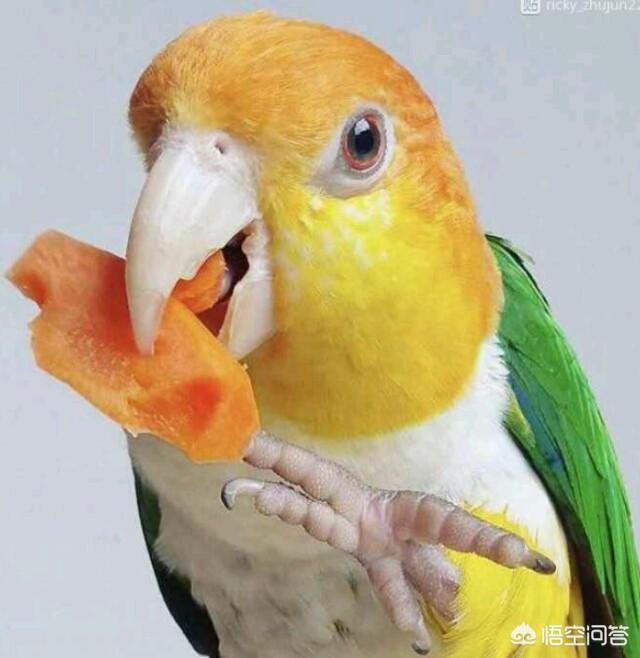 头条问答 - 幼鹦鹉吃什么好?(12个回答)