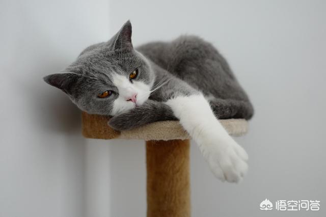 最活泼的缉毒犬:我想问一下，英短蓝猫是不是都很调皮啊？ 最萌的缉毒犬