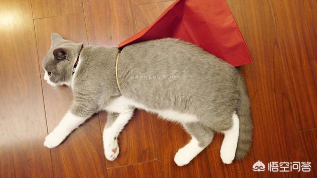 最活泼的缉毒犬:我想问一下，英短蓝猫是不是都很调皮啊？ 最萌的缉毒犬