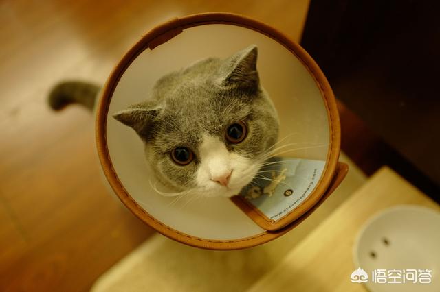 最活泼的缉毒犬:我想问一下，英短蓝猫是不是都很调皮啊？ 最萌的缉毒犬