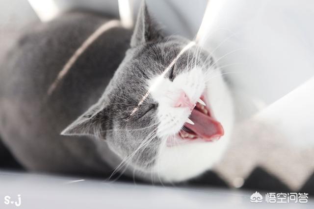 最活泼的缉毒犬:我想问一下，英短蓝猫是不是都很调皮啊？ 最萌的缉毒犬