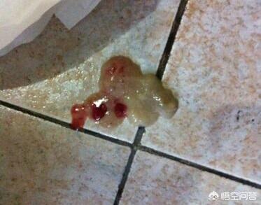怎么样预防犬细小:怎么样预防犬细小病毒 如何预防狗狗得细小和犬瘟？