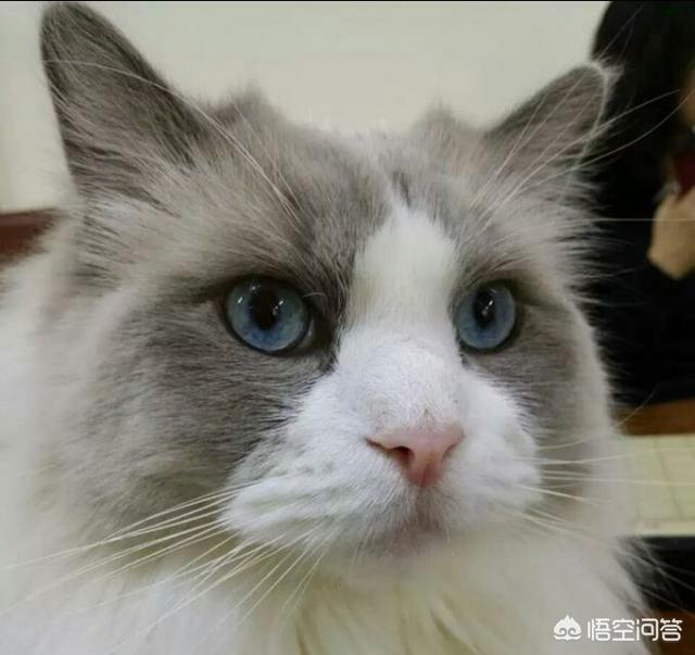 布偶猫贵还是褴褛猫贵:2000元买的布偶猫，是不是捡大便宜了？ 布偶猫贵还是逻辑猫贵?